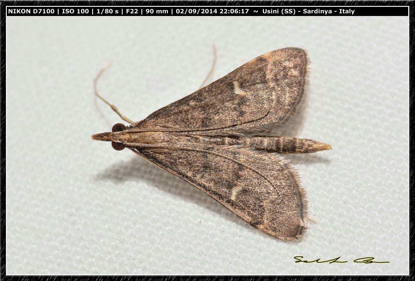 Falena da identificare 4
